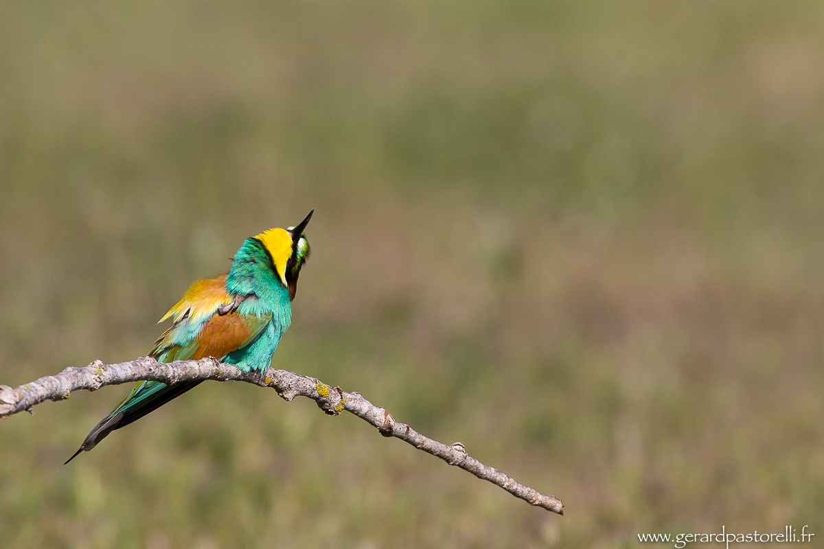 Bee eater 54